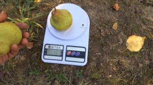 Груша ДЕЛЬБИАС