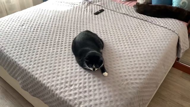 GAVRKAZAN presents. Песня про моего кота😻😻😻 смотреть онлайн