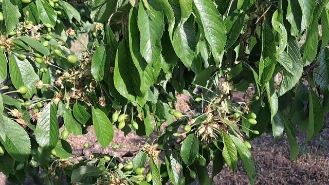 ВИШНЯ. ЧЕРЕШНЯ. Захищаємо від  вишневої  мухи, попелиці