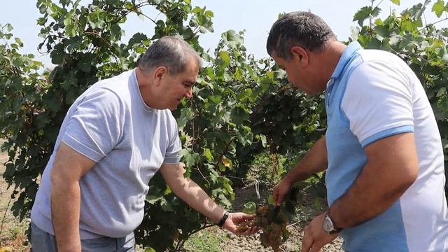 Мавсум Рагимов посетил агрофирму «Татляр», где началс смотреть онлайн