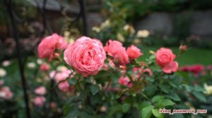 Роза Розана. Розанна. Rose Rosanna.