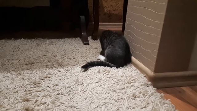 ПРИКОЛЫ С КОТАМИ – Funny Cats 2019 смешной и прикольный кот смотреть онлайн