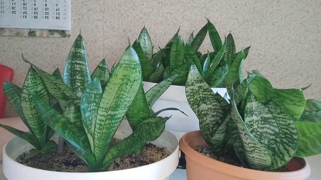 Ханни (Hahnii) сансевиерия,- детки через 9 месяцев #sansevieria #?