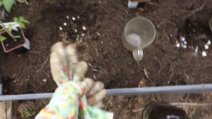 Посадка томатов по технологии АС 35 Купила заброшенную