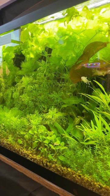 Выставка аквариумных рыб 2024. Аквариумный травник 120 литров. смотреть онлайн