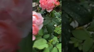 Японская Роза Принцесса Сакура. Жду вас в гости в Telegram