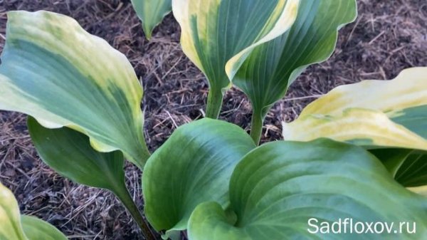 Хоста Monkey Business Манки Бизнес