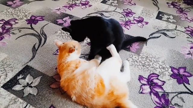 7 октября 2023 г./ С Добрым Субботним Утром!!! Желаю Вам в сердце Любви,Счастья, Радости! смотреть онлайн