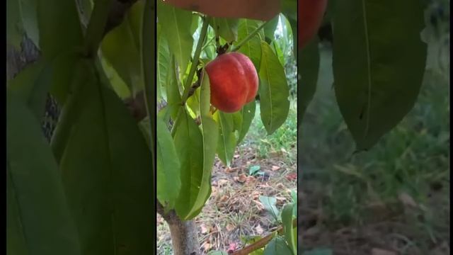 24 г .peach Extreme 436. Новинка Беларусь. Реализация новинок