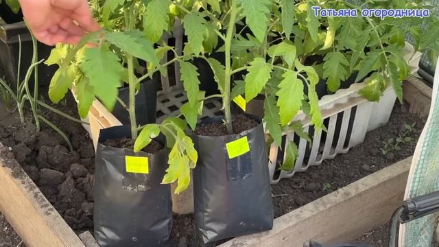 Дайте рассаде эту подкормку за 7-10 дней до высадки! При? смотреть онлайн