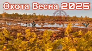 ОХОТА 2025 ВЕСНА 
#охота#весна#гусь #топыкатегорий