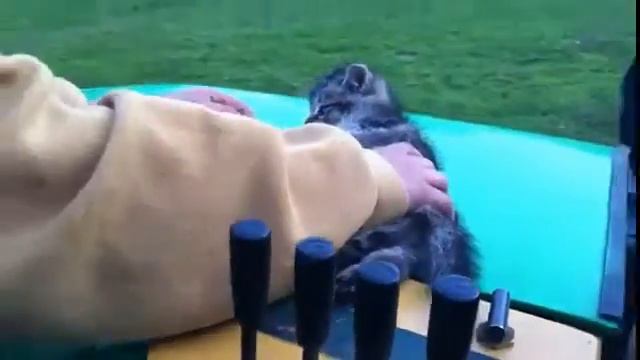 котенок смешно упал смотреть онлайн