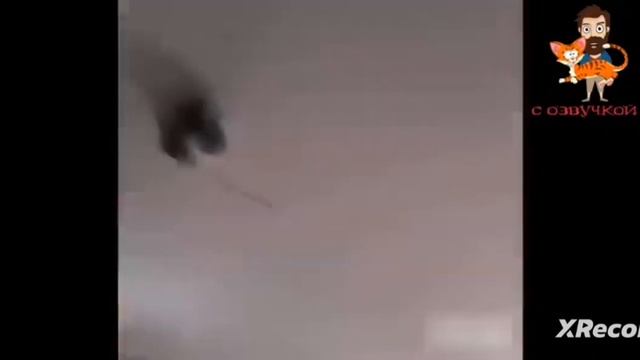 говорящие смешные коты смотреть онлайн