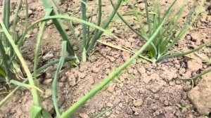 Зеленый лук шалот белый . Посадка,хранение ,преимущест