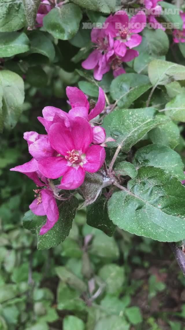 Лес недалеко от нашего ЖК Ривер Парк (если перейти через мостик и за магазином свернуть налево) смотреть онлайн