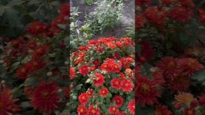 Хризантема корейская Ватра #саженцы #цветы #сад #дача #?