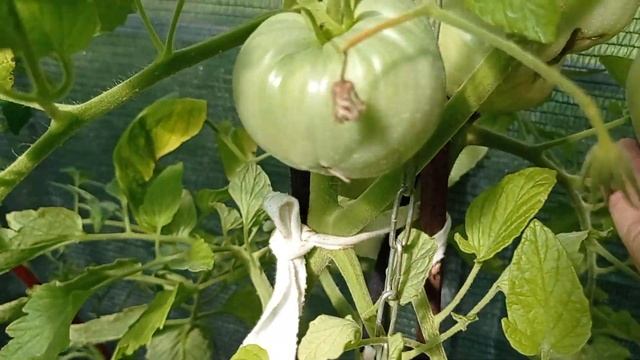 Томат Сызранская ранняя розовая