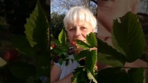 Бесшипная ежевика цветёт плодоносит в сентябре #ежеви