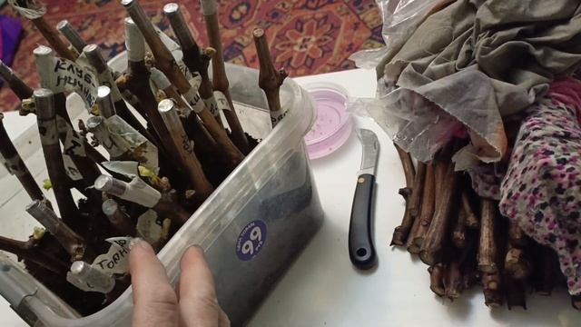 Как самому прорастить черенки винограда 🍇быстро и ка смотреть онлайн