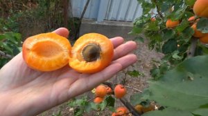 Абрикос ВЕРТИДЖ. Новый сорт в коллекции