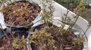 У голубики покраснели листья.  Вот в чём причина!