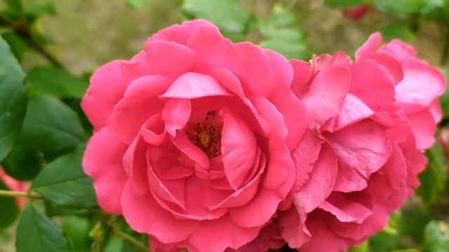 Кровавые цветы 408 серия русская озвучка | Хаджер скрыв?