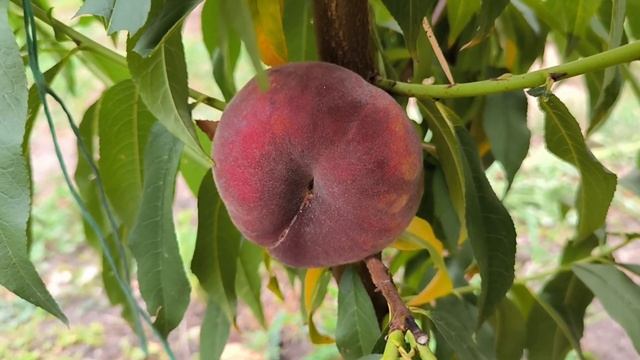 Персик Плейн Сан (Plane Sun)