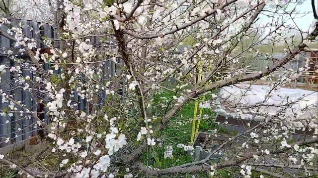 абрикос после обрезки и обработки,обильное цветение 20