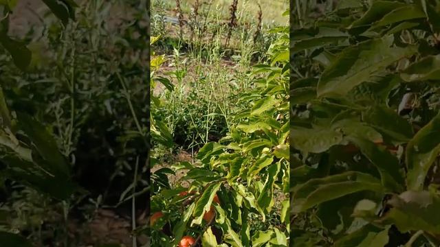 Слива Шаровая в Сибири