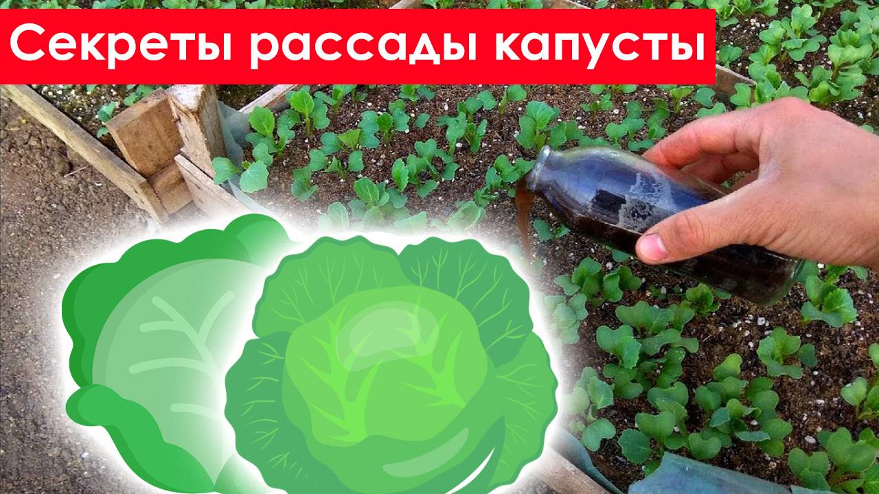 Чем Подкормить Рассаду Капусты. Подкормка рассады капусты смотреть онлайн