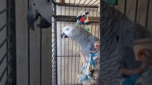 Попугай Гоша#Хорошка. "До-о-олго" - "быстрым" не бывает, когда вас ждут.. ))