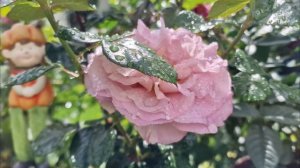 #блюгерл #bluegirl #Роза от #NIRPinternational #France #голубаяроза сез?