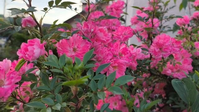 Ferdy. Цветение 11.06.24 смотреть онлайн