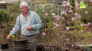 Как правильно размножать магнолию. Два способа