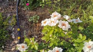 Фарфоровая роза Жаклин дю Пре (Jacqueline du Pre)