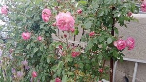 #сорт плетистой розы#антик 89