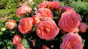 Роза Амелия Ренессанс - новая любовь этого сезона!🌹💖