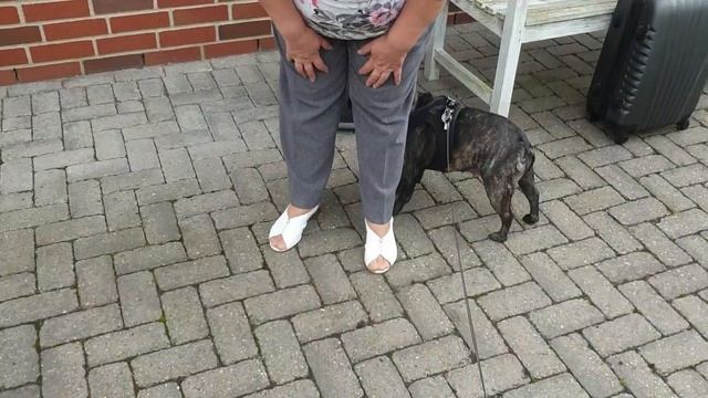 Как французский бульдог Лёля встретила бабушку . смотреть онлайн