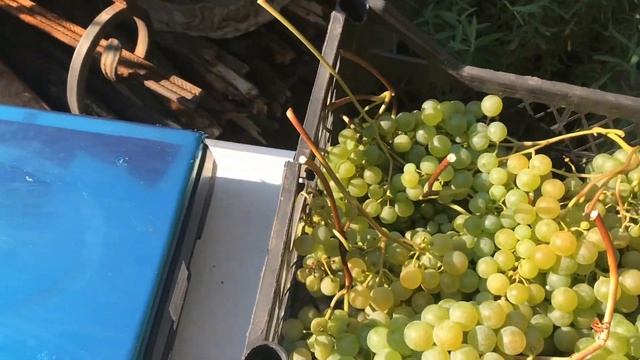 🍇Невибагливий технічний виноград Цитронний Магарач смотреть онлайн