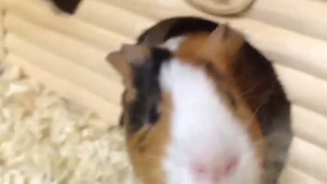 видео про морскую свинку Пашку смотреть онлайн