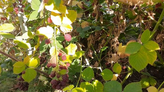 Не спеет ежевика. Причина - клещ. Уход за ежевикой. 2024.