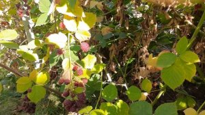 Не спеет ежевика. Причина - клещ. Уход за ежевикой. 2024.