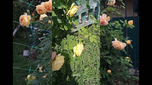 Голден Селебрейшн. Golden Celebration. #голденСелебрейшн #goldencel