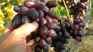 Виноград. ЛАРА 🍇👍🤠