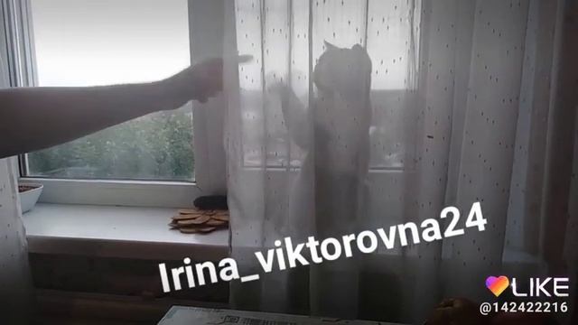 Британский кот боксёр смотреть онлайн