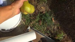 Всегда положительно стабильна - осенняя груша ВЫЖНИЦА