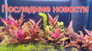 Последние новости со всех аквариумов