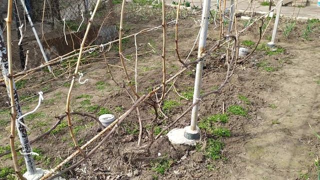 16 березня 2025 Обрізка і несподіванка на трьох річного к смотреть онлайн