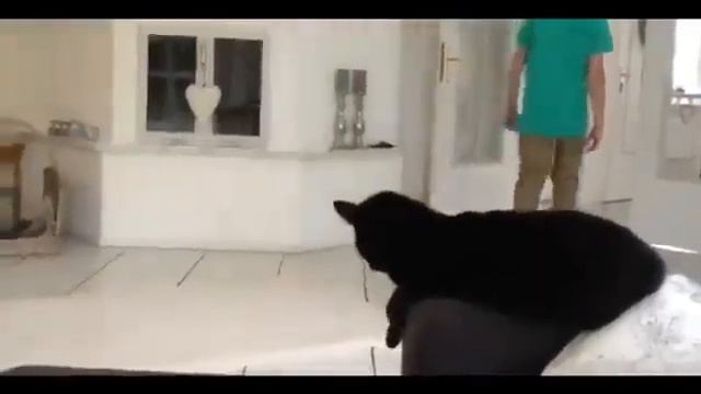 Дай пять кот :) смотреть онлайн