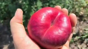 Інжирний нектарин Месембріне. Nectarine Mesembrine. Крупний сор